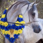 A white horse with blue and yellow flowers on his neck.