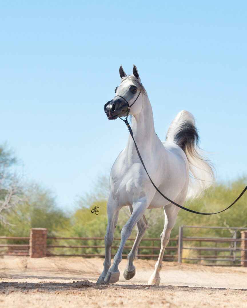 A white horse running with a leash in the desert.