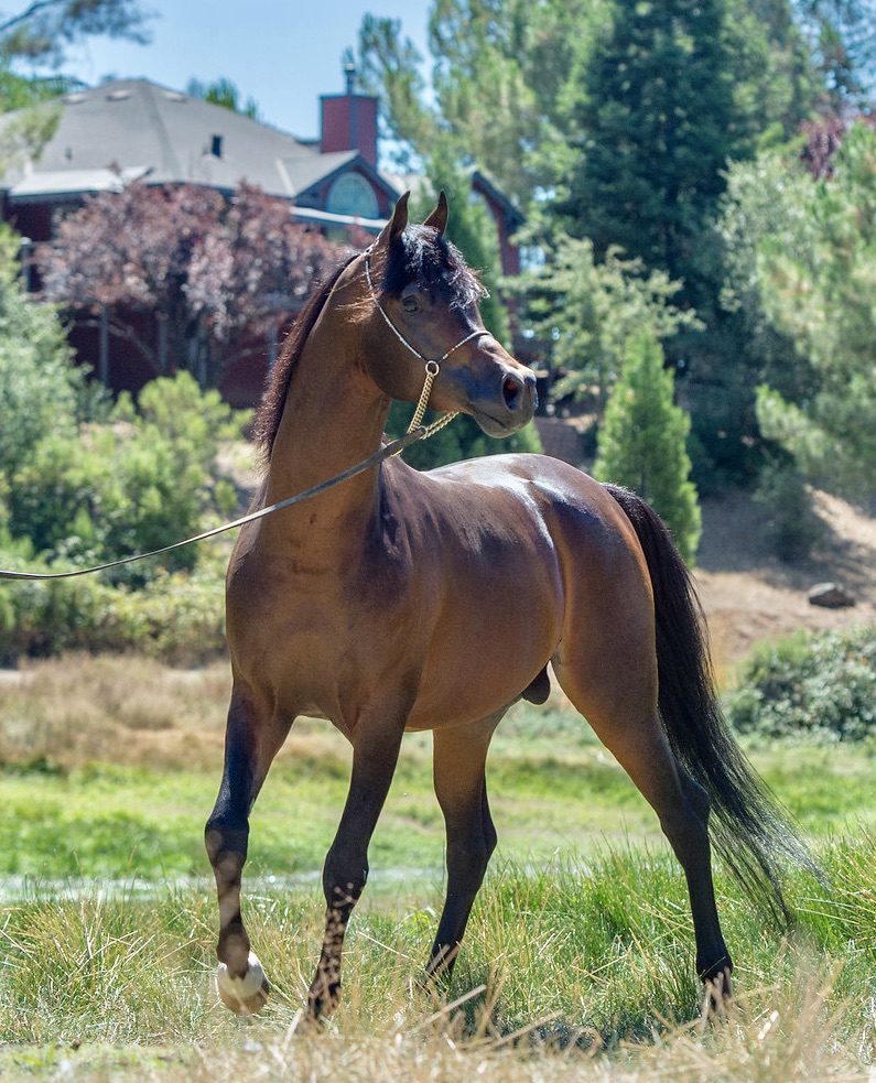 A brown horse walking through a grassy field.