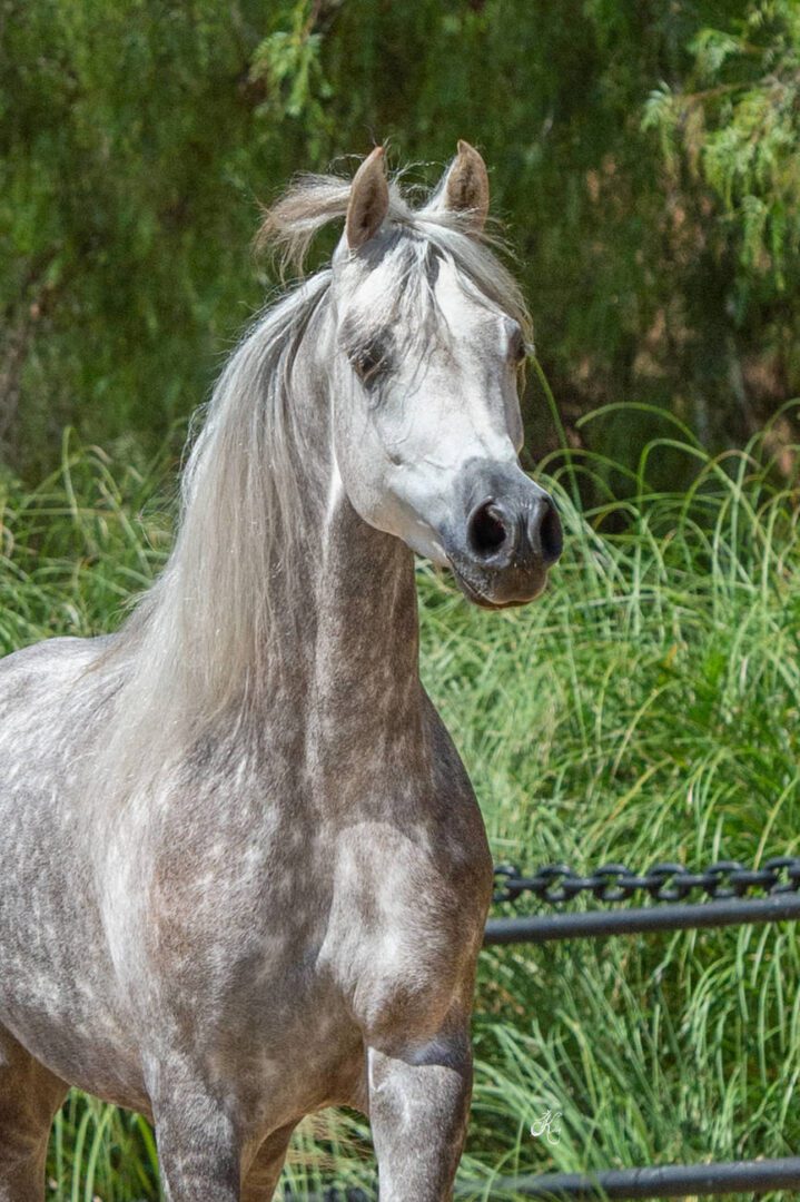 A grey horse standing in a grassy area.